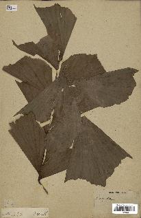 spécimen de Caryota sp.