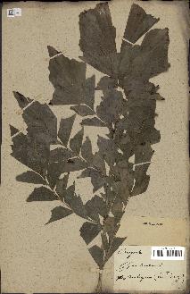 spécimen de Caryota sp.