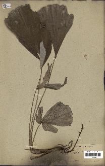 spécimen de Caryota sp.