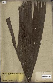 spécimen de Pinanga sp.