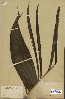 spécimen de indet.