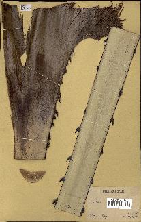spécimen de Hyphaene ventricosa