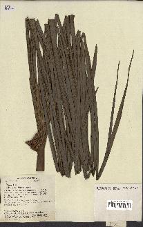 spécimen de Mauritia sp.