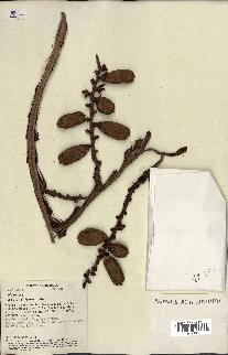 spécimen de Mauritia sp.