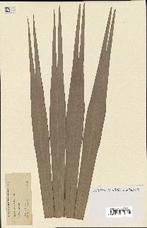 spécimen de Serenoa serrulata