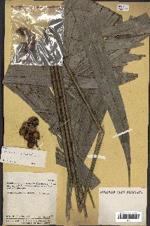 spécimen de Bactris humilis