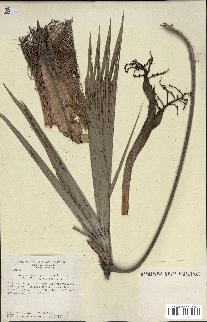spécimen de Coccothrinax argentea