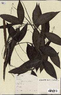 spécimen de Desmoncus sp.