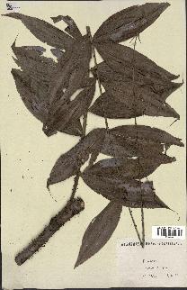 spécimen de Desmoncus sp.