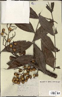 spécimen de Desmoncus sp.