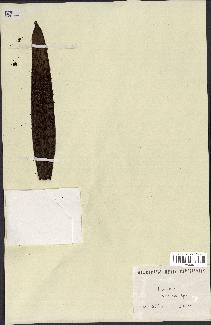 spécimen de Desmoncus sp.
