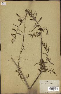 spécimen de Calamus viminalis
