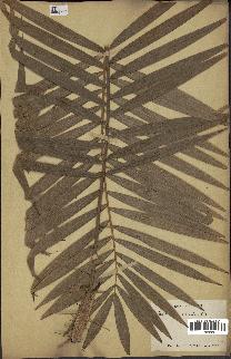 spécimen de Calamus viminalis