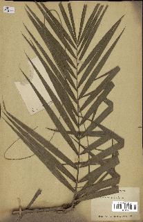 spécimen de Calamus viminalis