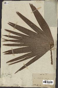 spécimen de Livistona chinensis