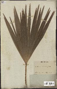 spécimen de Livistona chinensis