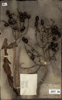spécimen de Livistona chinensis