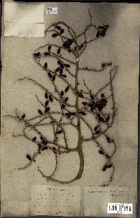 spécimen de Livistona chinensis