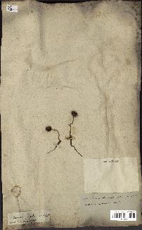spécimen de Livistona chinensis