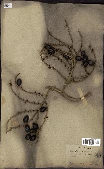 spécimen de Livistona chinensis