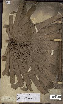 spécimen de Livistona chinensis