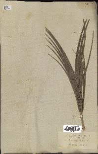 spécimen de Chamaerops humilis