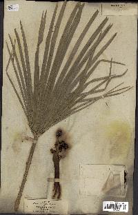 spécimen de Chamaerops humilis