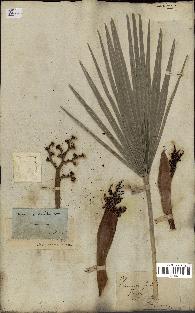 spécimen de Chamaerops humilis