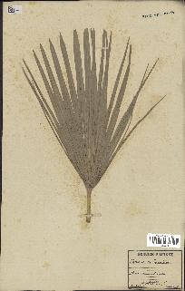 spécimen de Chamaerops humilis