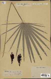 spécimen de Chamaerops humilis