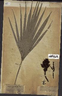 spécimen de Chamaerops humilis