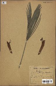 spécimen de Chamaerops humilis