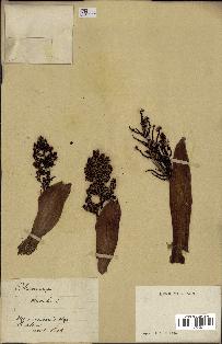 spécimen de Chamaerops humilis