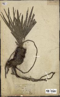 spécimen de Chamaerops humilis