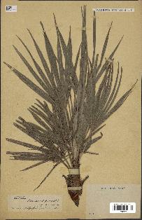 spécimen de Chamaerops humilis