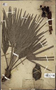 spécimen de Chamaerops humilis