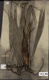 spécimen de Chamaerops humilis