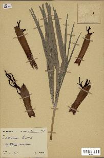 spécimen de Chamaerops humilis