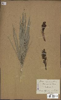 spécimen de Chamaerops humilis