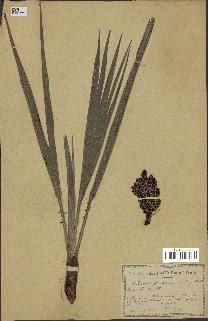 spécimen de Chamaerops humilis