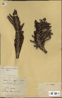 spécimen de Raphia gracilis
