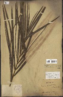 spécimen de Raphia gracilis