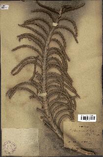 spécimen de Raphia gracilis