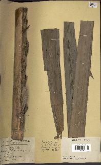 spécimen de Raphia gilletii
