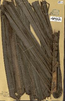 spécimen de Raphia gilletii
