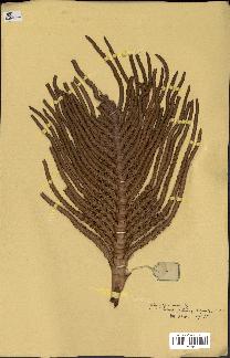 spécimen de Raphia gilletii