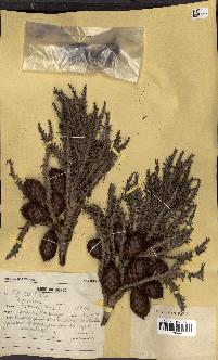 spécimen de Raphia sp.