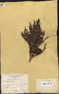 spécimen de Raphia sp.