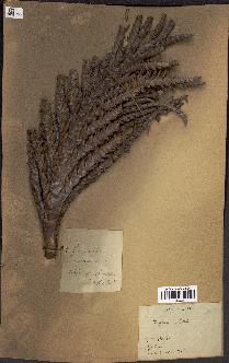 spécimen de Raphia sp.