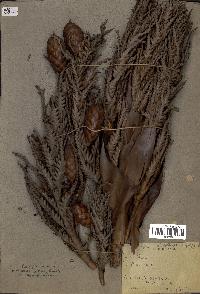 spécimen de Raphia sp.